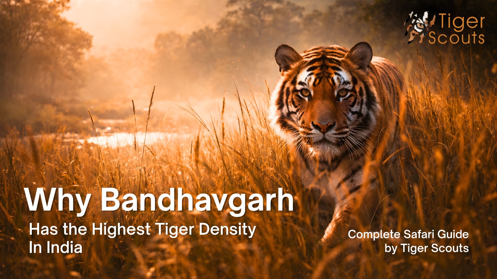Bengal tiger walking through golden grasslands at sunrise in Bandhavgarh National Park, featured in a safari guide banner by Tiger Scouts.