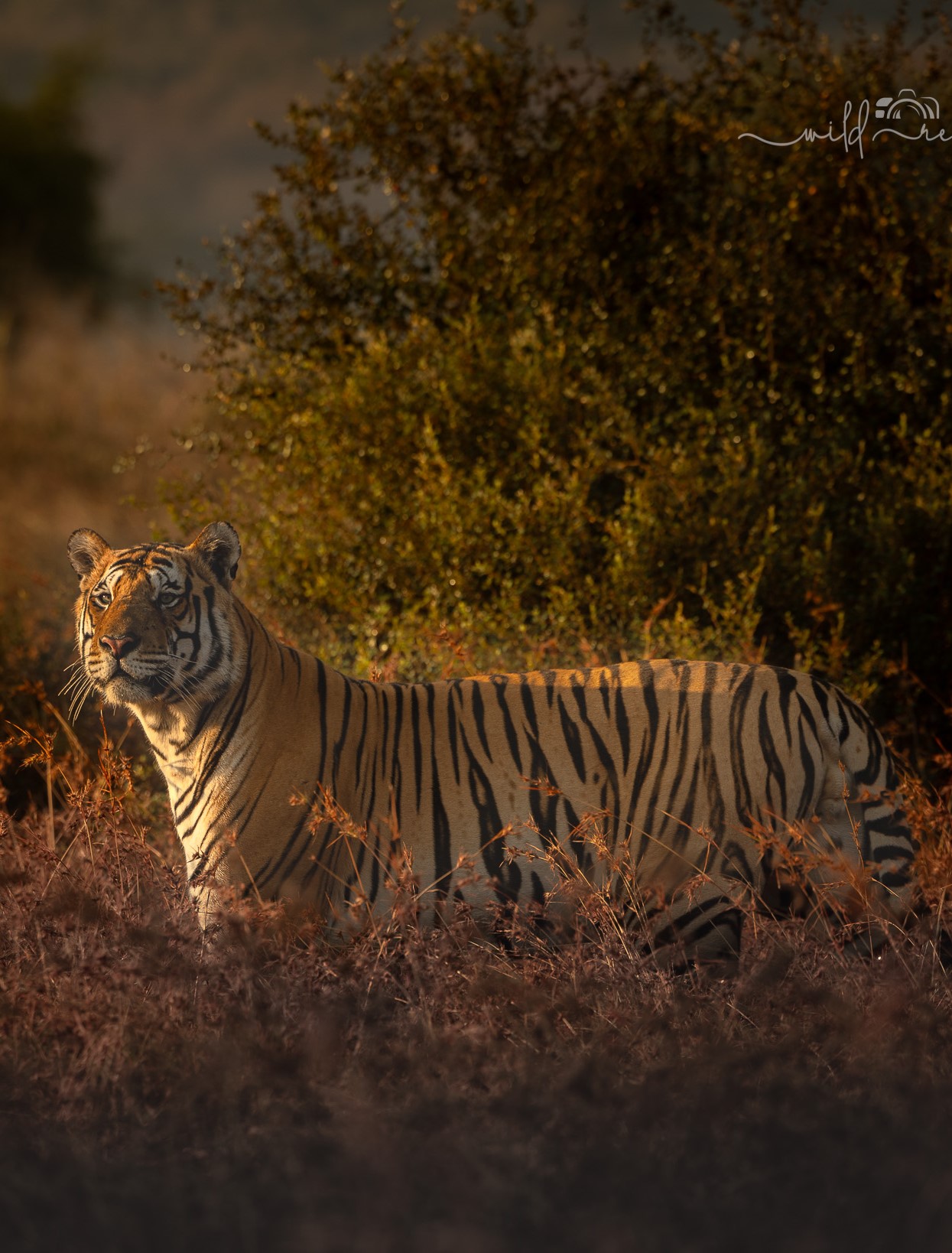 Bandhavgarh Tiger
